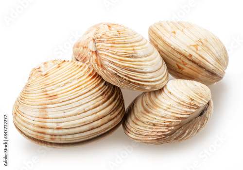Edible raw hard clams isolated on white background. Delicacy food. photo