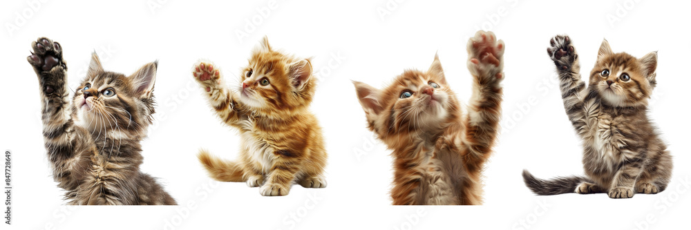 set of A cute fluffy little cat raised his paw on isolated on transparent background set of A cute fluffy little cat raised his paw on isolated on transparent background