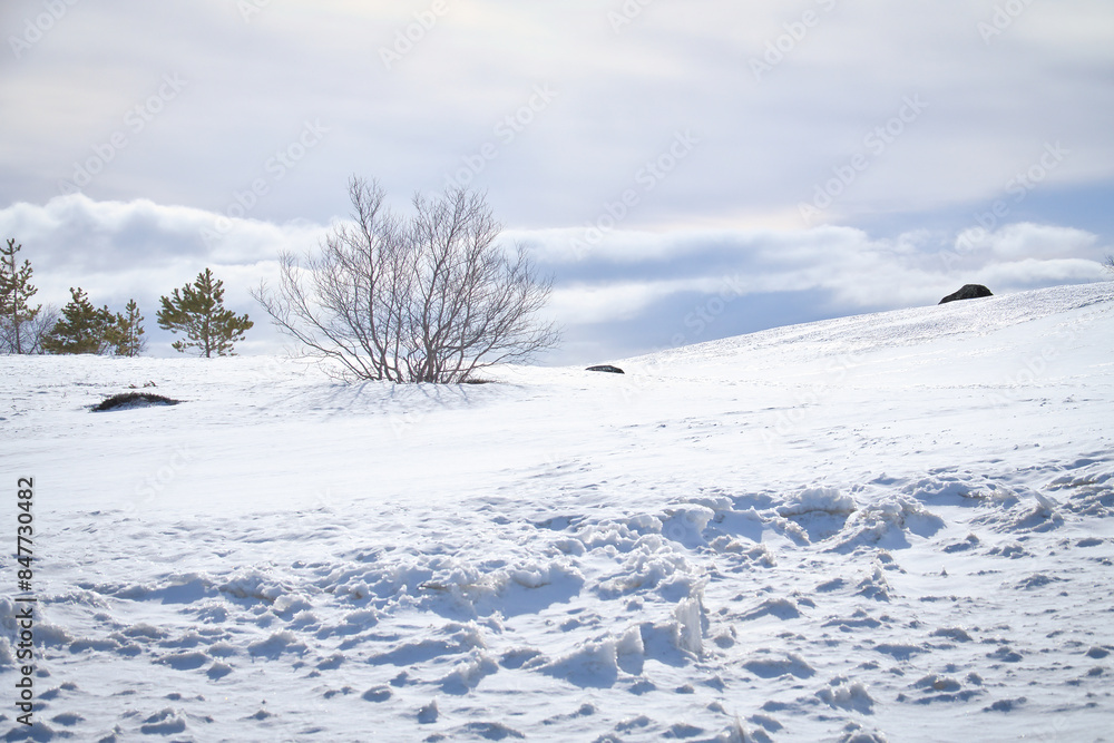 Norwegian high mountains in the snow. Bare tree in a white landscape. Scandinavian Norwegian high mountains in the snow. Bare tree in a white landscape. Scandinavian