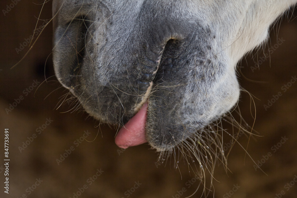 Pferdemaul mit Zunge