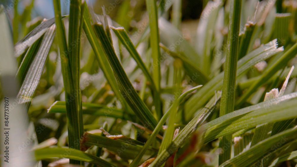 CLOSE UP, DOF: Detailed view of mowed green lawn on a sunny day in the backyard CLOSE UP, DOF: Detailed view of mowed green lawn on a sunny day in the backyard