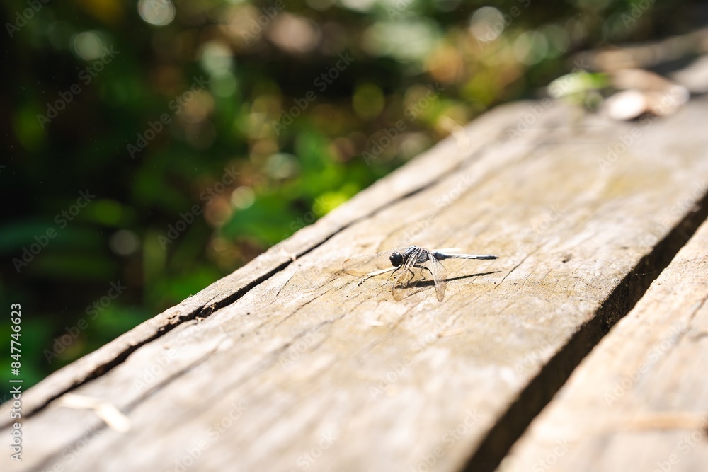 A dragonfly perches on a wooden railing. A dragonfly perches on a wooden railing.