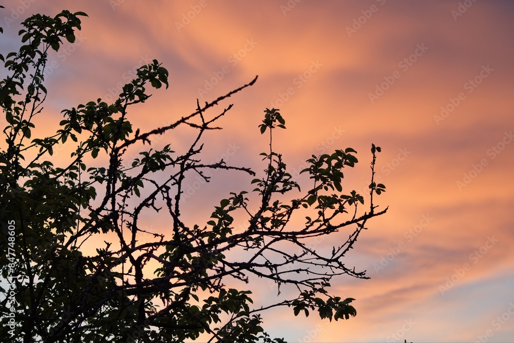 Fototapeta premium Sunset orange sky over branches of old tree in garden. 