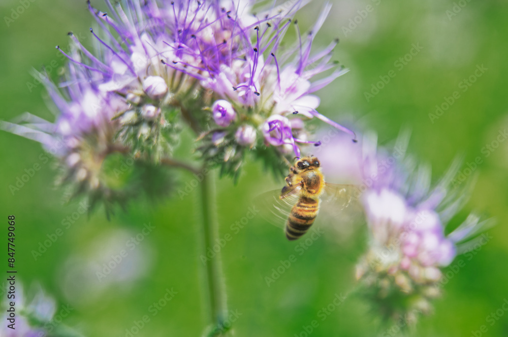 Honeybee on lilac flower collecting nectar and pollen Honeybee on lilac flower collecting nectar and pollen