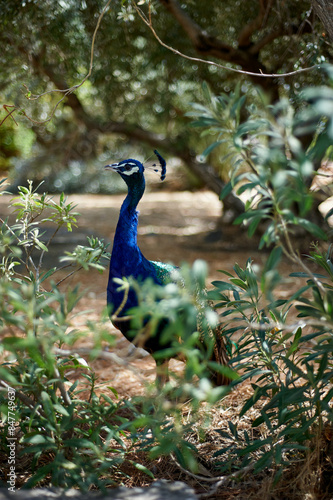 Wallpaper Mural peacock in the garden Torontodigital.ca