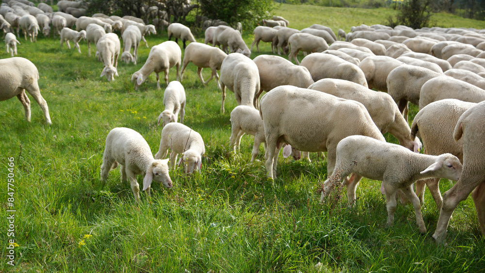Schafherde, Osterlamm, kleines Lamm auf grüner Wiese, Görauer Anger Schafherde, Osterlamm, kleines Lamm auf grüner Wiese, Görauer Anger