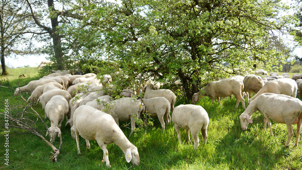 Fototapeta premium Schafherde, Osterlamm, kleines Lamm auf grüner Wiese, Görauer Anger