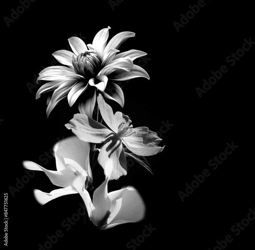 white flower on black background