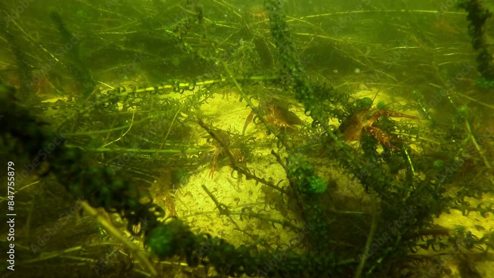 Camera on the sand of a lake with a multitude of Louisiana crayfish, showcasing the proliferation of these animals. Check my gallery for other crayfish footages Camera on the sand of a lake with a multitude of Louisiana crayfish, showcasing the proliferation of these animals. Check my gallery for other crayfish footages