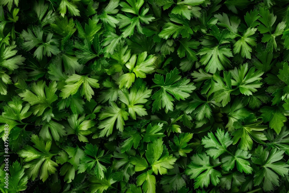 Green parsley texture background, petroselinum crispum leaves pattern, fresh herbal leaves banner Green parsley texture background, petroselinum crispum leaves pattern, fresh herbal leaves banner