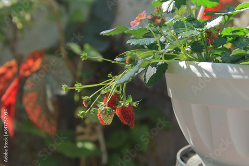 Ripe strawberries growing on a bush.