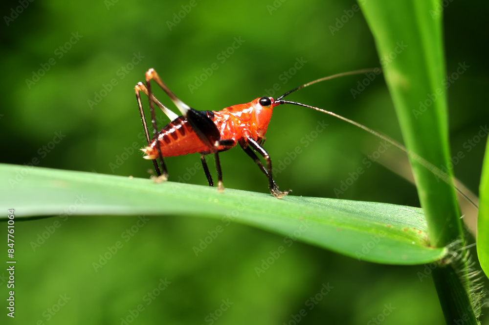 Conocephalus melaenus young red color in the green leaves selective focus Conocephalus melaenus young red color in the green leaves selective focus