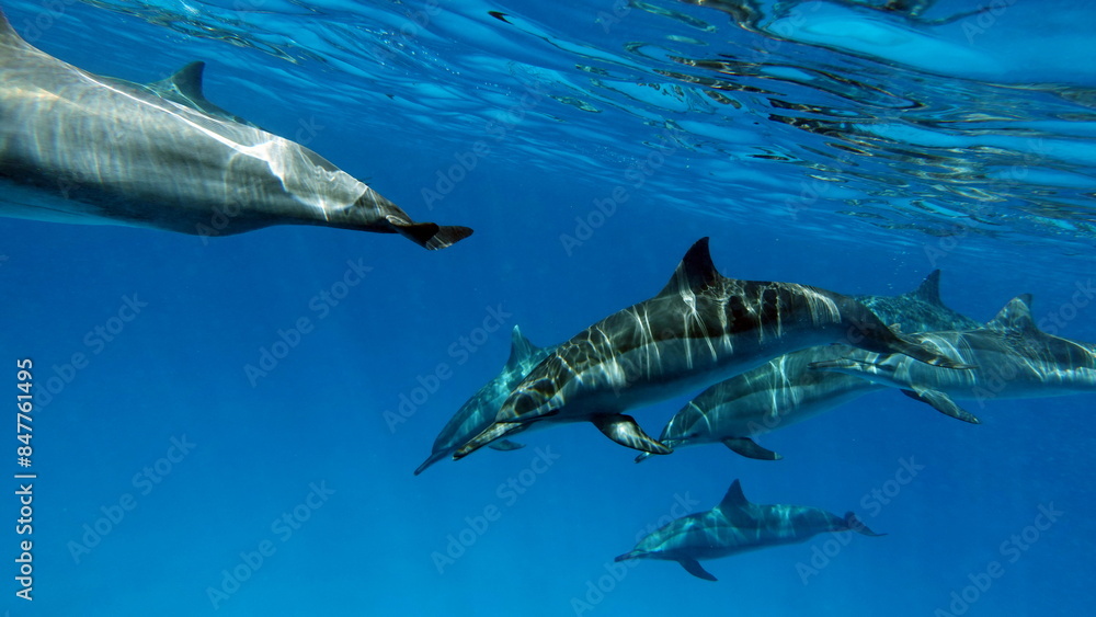 Fototapeta premium Dolphins. Spinner dolphin. Stenella longirostris is a small dolphin that lives in tropical coastal waters around the world. 