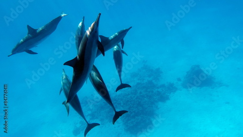 Dolphins. Spinner dolphin. Stenella longirostris is a small dolphin that lives in tropical coastal waters around the world.  photo