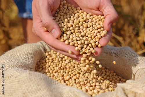Freshly harvested soybean, close up hands of successful young farmer shows soybeans in jute sack and ripe soybeans in pods in a field