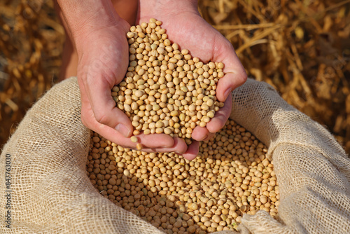 Freshly harvested soybean, close up hands of successful young farmer shows soybeans in jute sack and ripe soybeans in pods in a field
