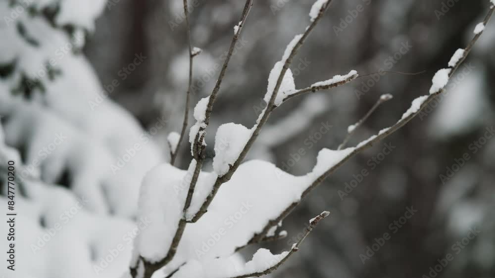 Thin tree branches covered with snow, slow slider shot Thin tree branches covered with snow, slow slider shot
