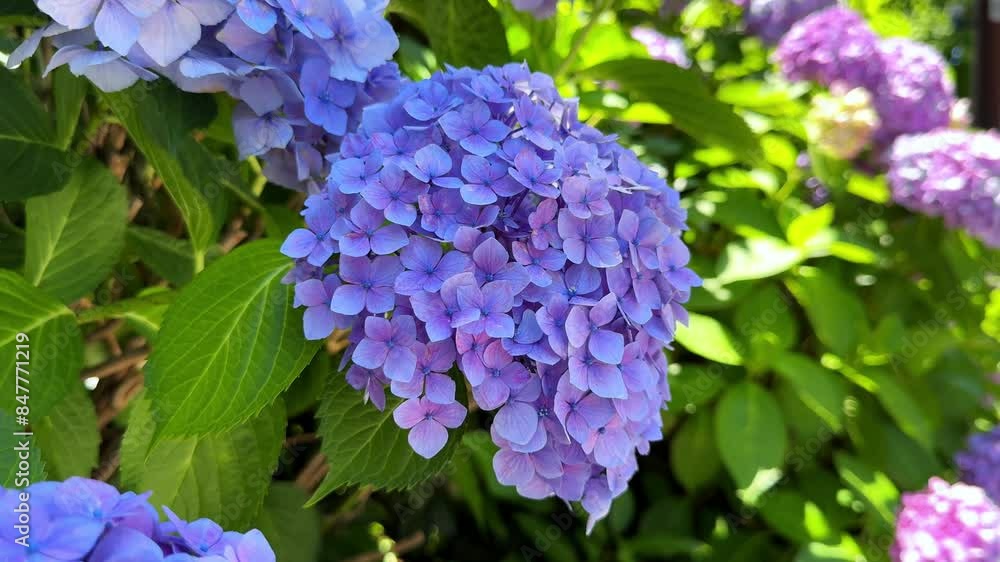Purple and pink hydrangea flowers bloom in a sunlit garden with green foliage Purple and pink hydrangea flowers bloom in a sunlit garden with green foliage