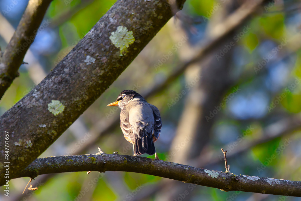 Naklejka premium American sparrow relaxing on a branch