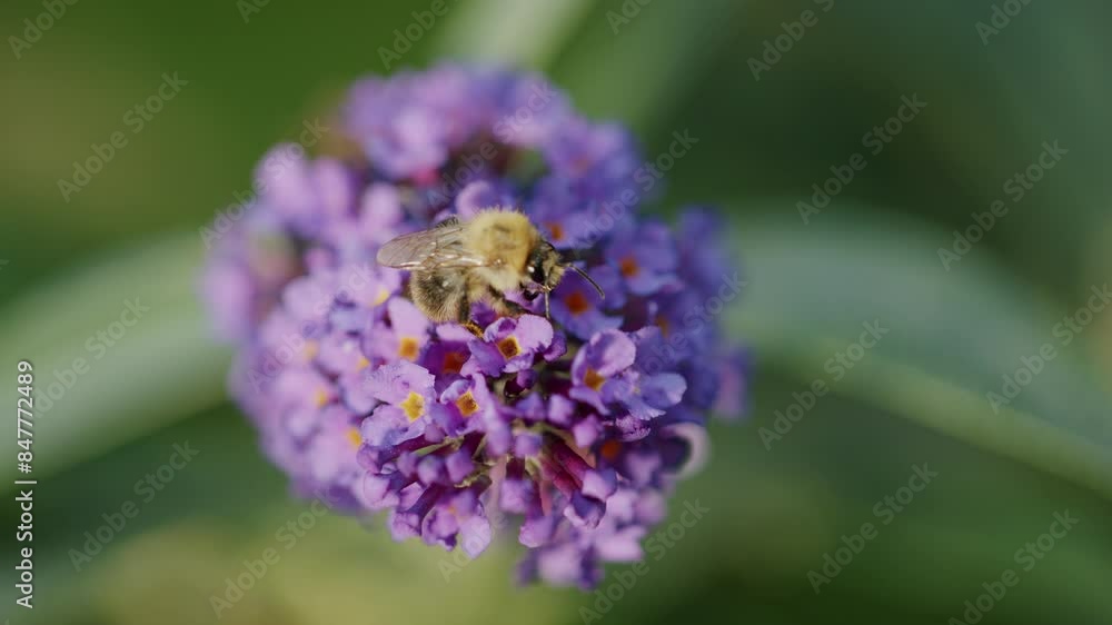 Bee collecting nectar from Buddleia flower, close-up during summer. Bee collecting nectar from Buddleia flower, close-up during summer.