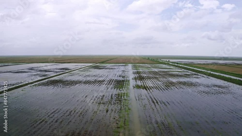 Aerial: Big open flooded rice fields with tractor tire tracks, canal flowing through, drone flyover in Nickerie Suriname photo