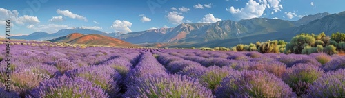 Expansive lavender field in full bloom with rolling mountains in the background, vibrant purple flowers under a clear blue sky, scenic landscape