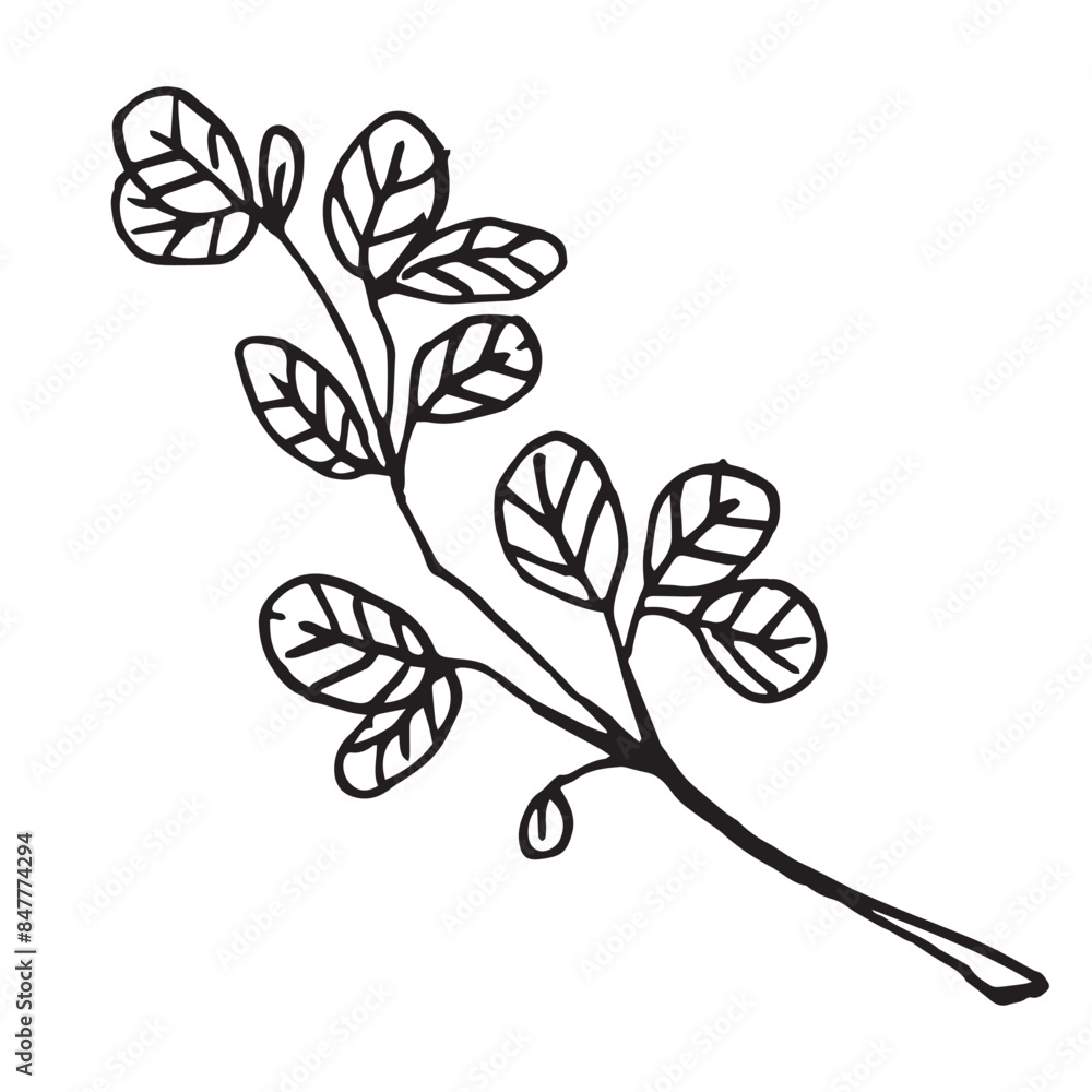 Round leaves on branch hand drawn vector illustration on isolated white background Round leaves on branch hand drawn vector illustration on isolated white background