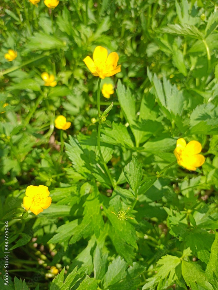 yellow flowers in the garden yellow flowers in the garden