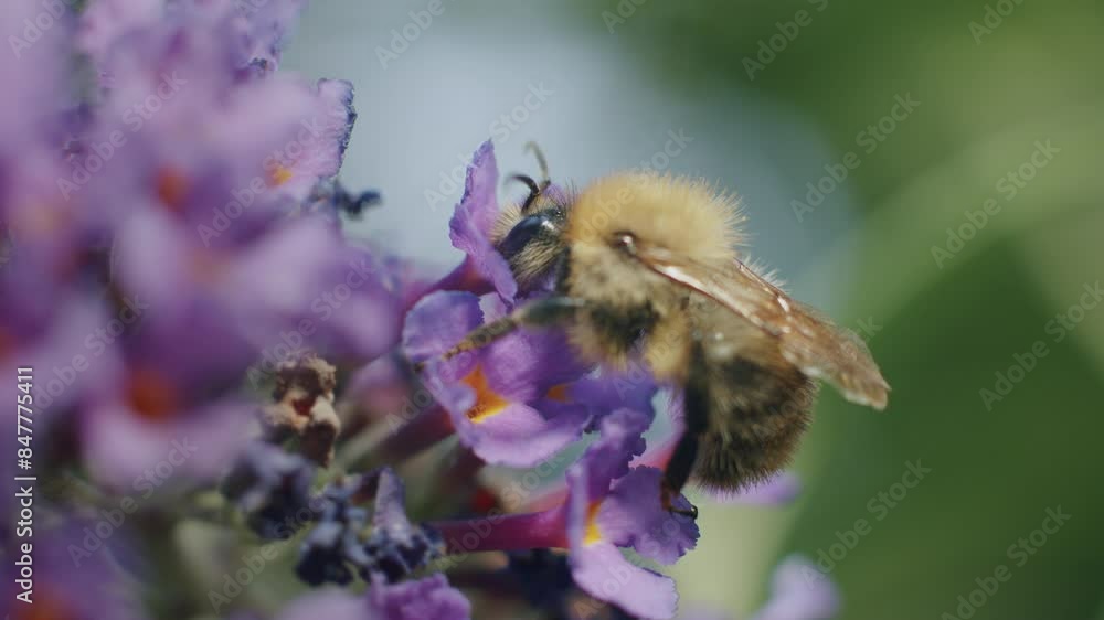 Bee on Buddleia flower, beautiful lighting, looking for nectar, close-up, in summer. Bee on Buddleia flower, beautiful lighting, looking for nectar, close-up, in summer.