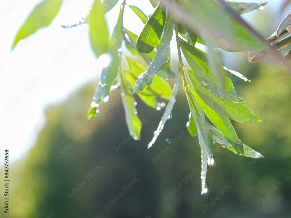 Fototapeta premium LENS FLARE, CLOSE UP: Fresh drops of spring rain sparkling on olive tree leaves