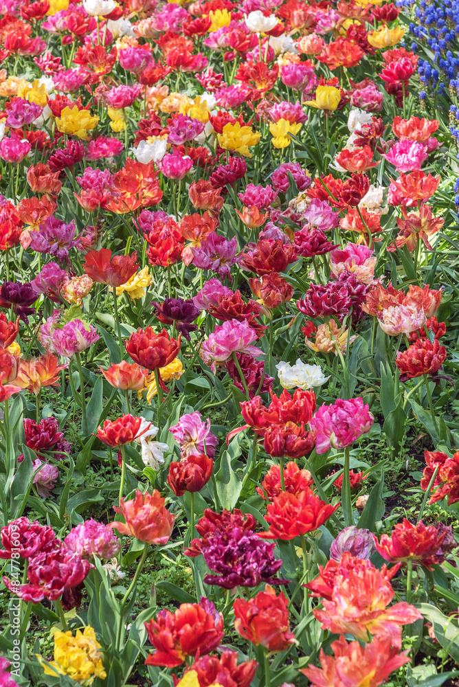 Exotic tulips in the Netherlands. Flower design of gardens and parks. Spring landscape Exotic tulips in the Netherlands. Flower design of gardens and parks. Spring landscape
