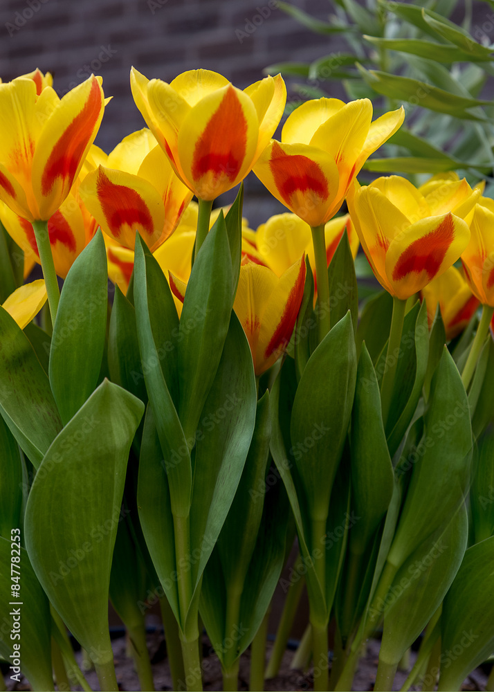 Exotic tulips Giuseppe Verdi in the Netherlands. Vertical photo Exotic tulips Giuseppe Verdi in the Netherlands. Vertical photo