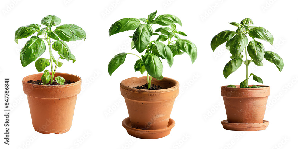 Set of vibrant basil plant in a small terra cotta pot, isolated on transparent white background Set of vibrant basil plant in a small terra cotta pot, isolated on transparent white background