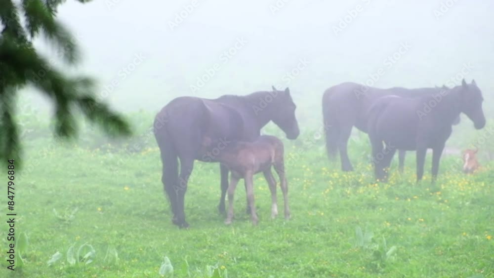 A mare horse feeds a foal on a mountain meadow in the fog among the herd, on a summer morning A mare horse feeds a foal on a mountain meadow in the fog among the herd, on a summer morning