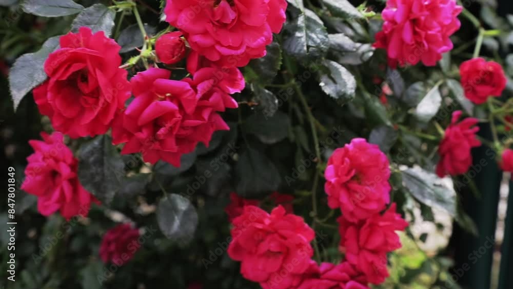 Closeup of aesthetic red shrub of wild roses and windy weather Closeup of aesthetic red shrub of wild roses and windy weather