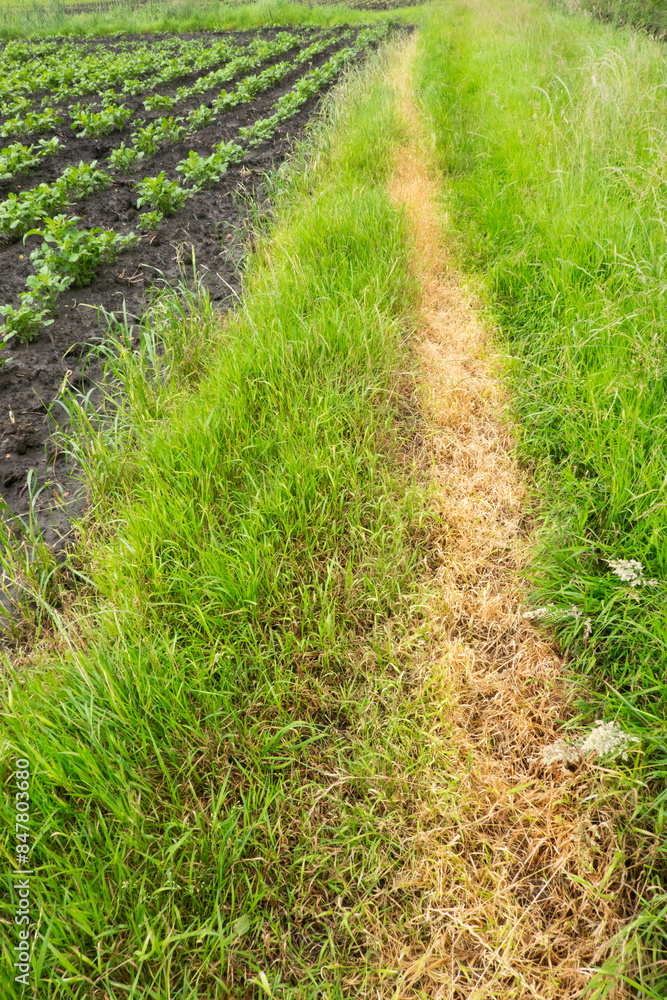 Trail of spilled glyphosate in fresh, green grass Trail of spilled glyphosate in fresh, green grass