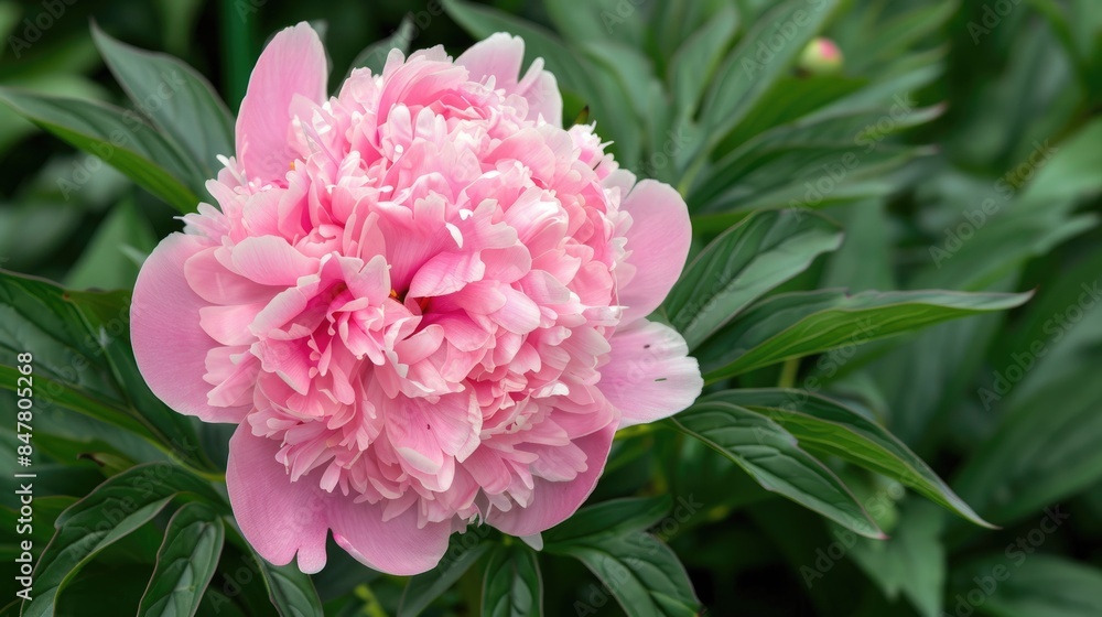 Peony flower of pink color growing in the garden Peony flower of pink color growing in the garden