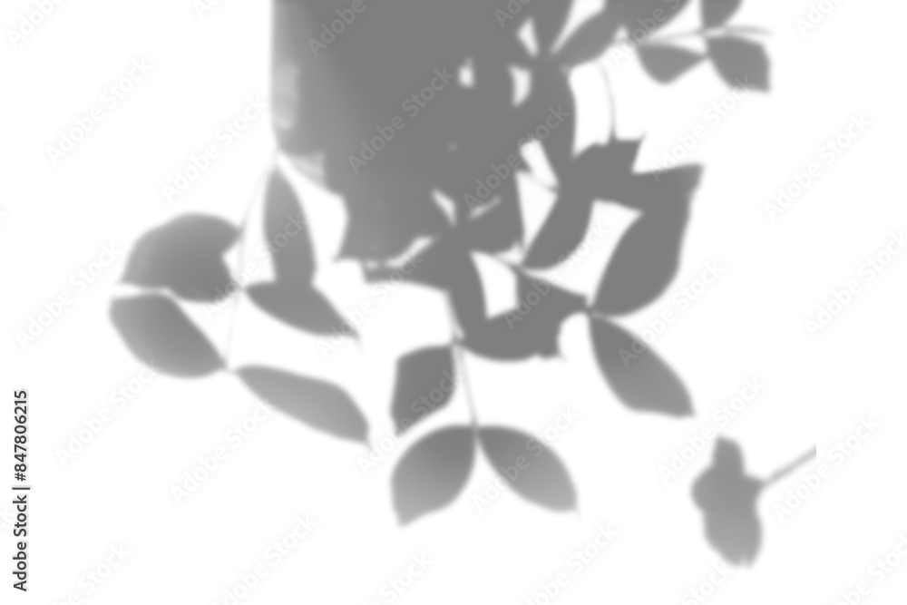 Shadow of leaves design element Shadow of leaves design element