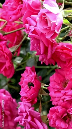 Vertical image of red roses and bee on it. Bee collect nectar