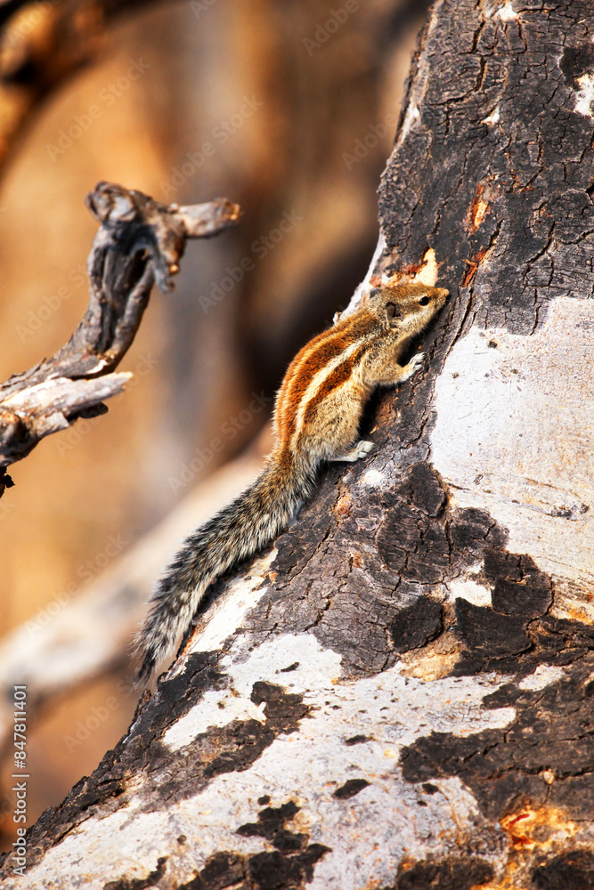 Naklejka premium Indian palm squirrel
