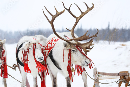 Domestic reindeer © art_zzz