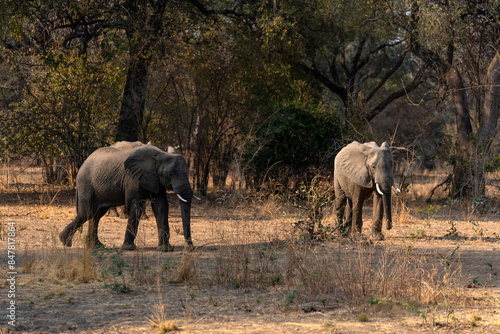 Photography View of the African elephants in the forest