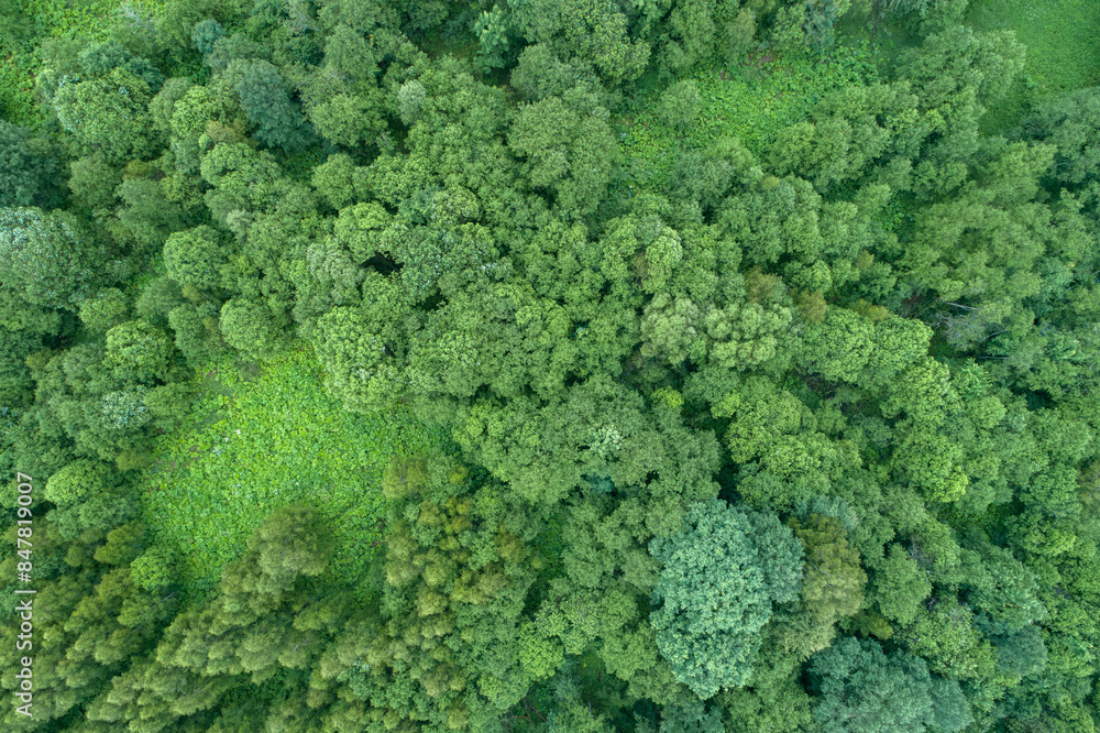 A lush green forest with many trees and a few bushes. The forest is full of life and he is a peaceful and serene place A lush green forest with many trees and a few bushes. The forest is full of life and he is a peaceful and serene place