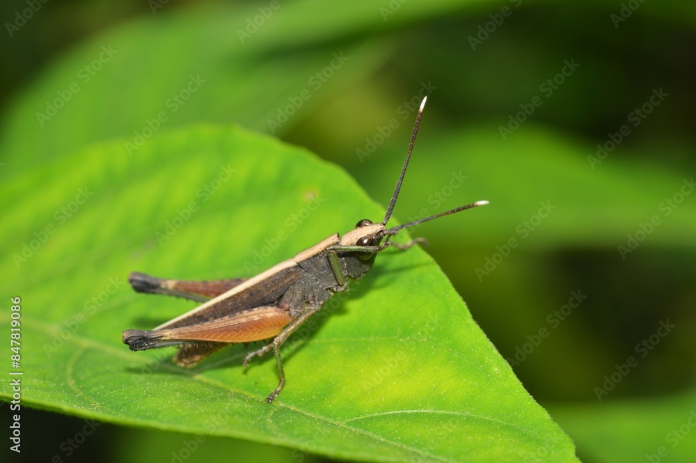 grasshopper on a leaf grasshopper on a leaf
