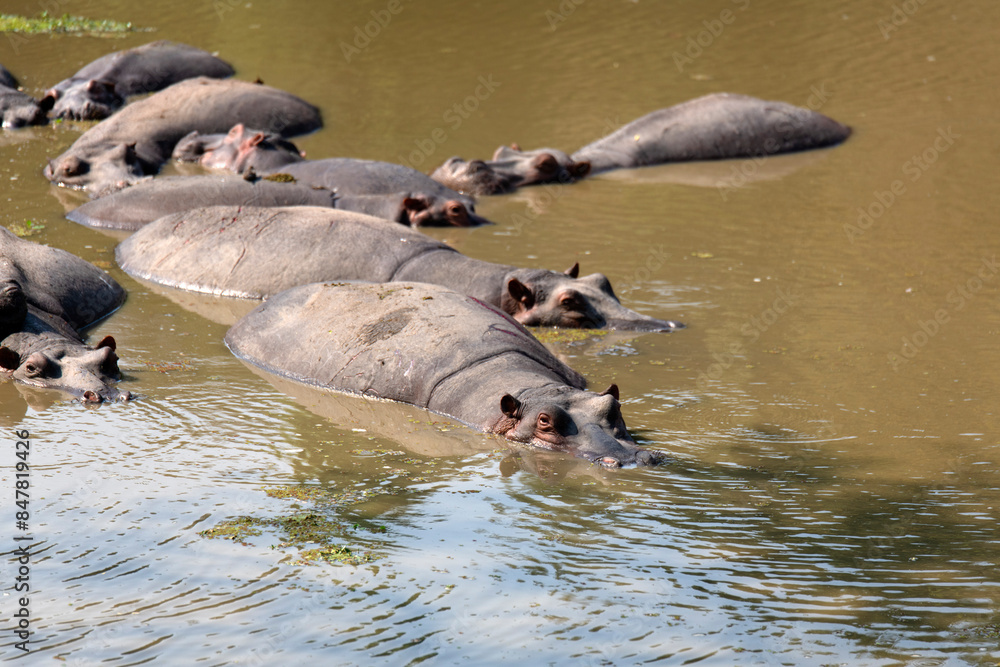 Fototapeta premium View of the hippos in the pond