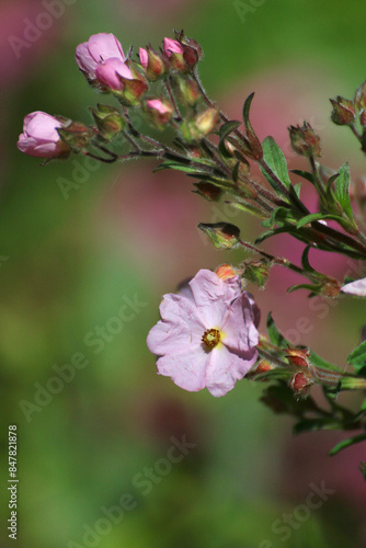 Fleur de ciste