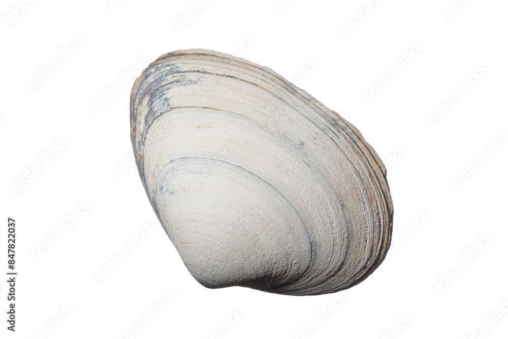 White and blue sea shell isolated on white background. Top view White and blue sea shell isolated on white background. Top view