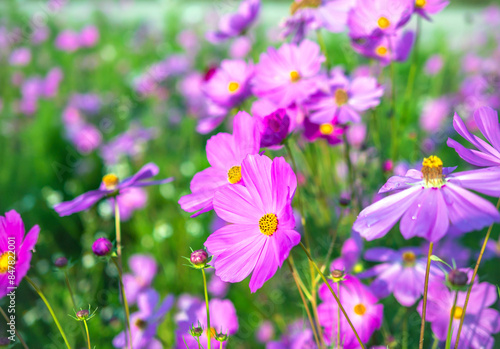Close-up of beautiful cosmos flowers at cosmos field in moring sunlight. amazing of close-up of cosmos flower. nature flower  background.