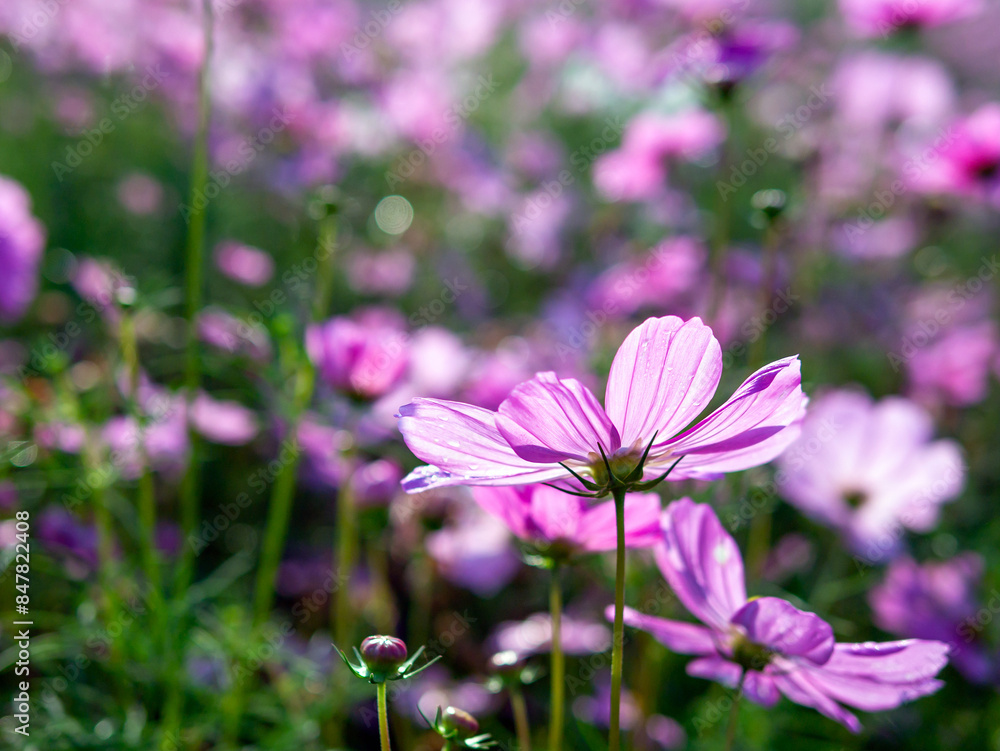 Close-up of beautiful cosmos flowers at cosmos field in moring sunlight. amazing of close-up of cosmos flower. nature flower background. Close-up of beautiful cosmos flowers at cosmos field in moring sunlight. amazing of close-up of cosmos flower. nature flower background.