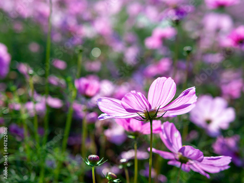 Close-up of beautiful cosmos flowers at cosmos field in moring sunlight. amazing of close-up of cosmos flower. nature flower  background.
